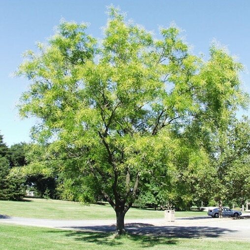 Sophora japonica